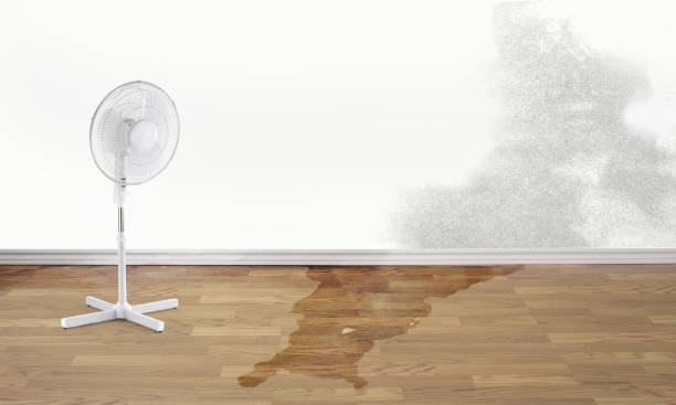 Best Water damage repair service  in Freeport, FL