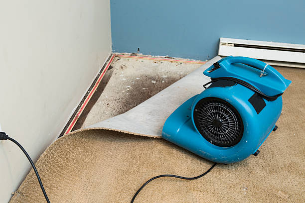 Best Water damage cleanup near me  in Freeport, FL